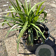 Liriope muscari 'Monroe White' GM 2,0L
