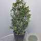Osmanthus burkwoodii 40-60 cm 10L