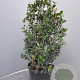 Osmanthus burkwoodii 40-60 cm 10L
