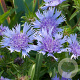 Stokesia laevis 'Blue Star' GM P9