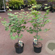 Acer pal. 'Osakazuki' 50-60 cm 5,0L