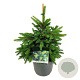 Picea a. 'Will's Zwerg' 40-50 cm 6L