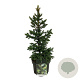 Picea a. 'Will's Zwerg' 50-60 cm 6L