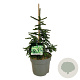 Picea orientalis 'Aureospicata' 40-50 cm 6L