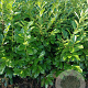 Prunus l. 'Novita' 175-200 cm met kluit