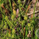 Carex oederi GM P9 leverbaar