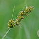 Carex otrubae GM P9 leverbaar