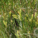 Carex rostrata GM P9 leverbaar