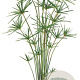 Cyperus alternifolius GM P9 leverbaar