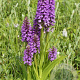 Dactylorhiza majalis praetermissa GM P9 leverbaar