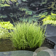 Equisetum scirpoides GM P9 leverbaar