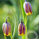 Fritillaria uva-vulpis GM P9 leverbaar