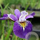 Iris 'Holden's Child' GM P9 leverbaar