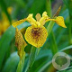 Iris pseudac. 'Berlin Tiger' GM P9 leverbaar