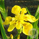 Iris pseudac. 'Flore Pleno' GM P9 leverbaar