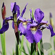 Iris versic. 'Dark Aura' GM P9 leverbaar