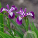 Iris versic. 'Kermesina' GM P9 leverbaar