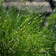 Isolepis cernua GM P9 leverbaar