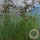 Juncus articulatus GM P9 leverbaar