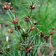 Juncus bulbosus GM P9 leverbaar