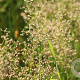 Juncus subnodulosus GM P9 leverbaar