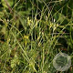 Juncus tenuis GM P9 leverbaar
