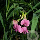 Lathyrus palustris GM P9 leverbaar