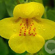 Mimulus guttatus GM P9 leverbaar