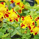 Mimulus luteus variegatus GM P9 leverbaar
