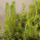 Myriophyllum crispatum GM  leverbaar