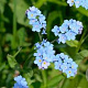 Myosotis pal. 'Maytime' GM P9 leverbaar