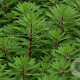 Myriophyllum rubricaule GM  leverbaar