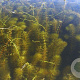 Myriophyllum verticillatum GM  leverbaar