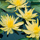 Nymphaea 'Moorei' GM C1 leverbaar