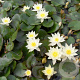 Nymphaea 'Pygmaea Helvola' GM C1 leverbaar