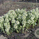Petasites albus GM P9 leverbaar