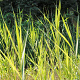 Phragmites australis 'Variegatus' GM P9 leverbaar