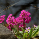 Primula rosea GM P9 leverbaar