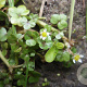 Ranunculus hederaceus GM P9 leverbaar