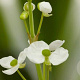 Sagittaria graminea GM P9 leverbaar