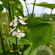 Sagittaria latifolia GM P9 leverbaar