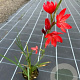 Schizostylis c. 'Major' GM P9 leverbaar