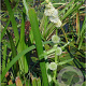 Sparganium emersum GM P9 leverbaar