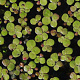 Spirodela polyrhiza GM wortelgoed leverbaar