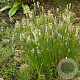 Trichophorum alpinum GM P9 leverbaar