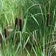 Typha shuttleworthii GM P9 leverbaar