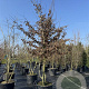 Carpinus betulus 400-425 cm cont. 130L meerstammig