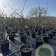 Gleditsia triac. 'Sunburst' 150-175 cm 50L