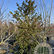 Ilex meserv. Blue Maid 200-250 cm cont. 130L