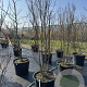 Lagerstroemia i. Rhapsody in Blue 200-225 cm cont. 80L meerstammig